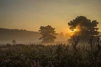 Ochtendlicht op de Brunssummerheide 