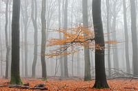 Herbst