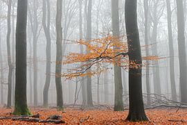 Autumn by Timo de Kruif