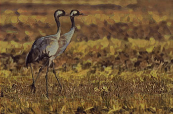 Des grues dans le champ