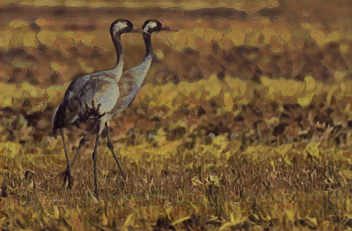 Cranes in the field