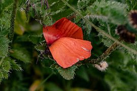 beginning and end by Harald Schottner
