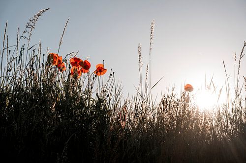 Klaprozen Stralend in Tegenlicht op Zomerse Weide