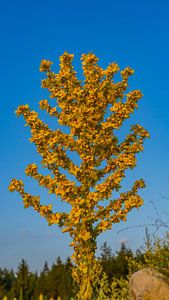 Arbre à fleurs jaunes pendant le coucher du soleil à Bansko, Bulgarie