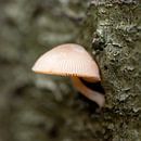 Mushroom against tree stump by Suzanne van Saase thumbnail