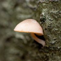 Mushroom against tree stump