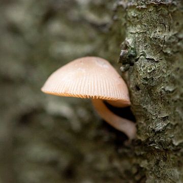 Pilz gegen Baumstumpf von Suzanne van Saase