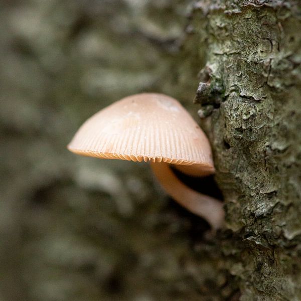 Mushroom against tree stump by Suzanne van Saase