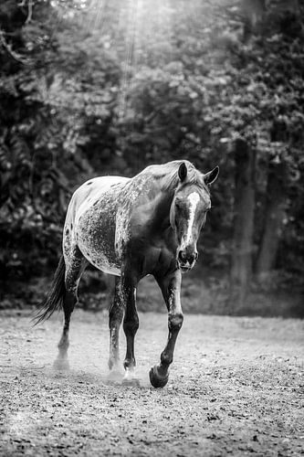Paard Wandelend in Stoffig Lichtspel in Zwart-Wit