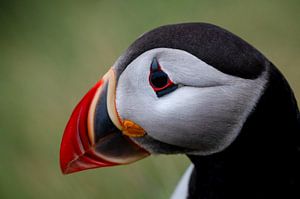 Puffin portrait as wall decoration - colourful seabird with green background
