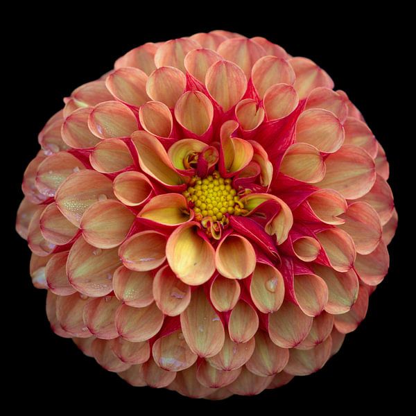 Dahlia pinnata (corail) par Léon Gerridzen
