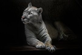 Un chat puma élancé au pelage jaunâtre pose une question avec des yeux qui brillent dans le noir, fo sur Michael Semenov