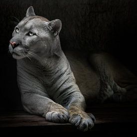 A slender puma cat with yellowish fur asks a question with eyes glowing in the dark, black backgroun by Michael Semenov