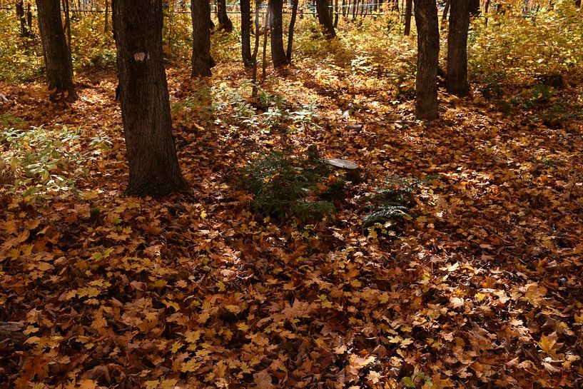 A maple forest in autumn by Claude Laprise