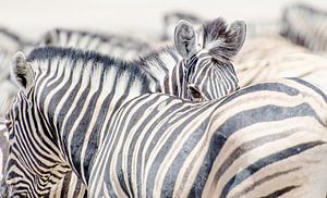Zebra's  von Jeroen Kleverwal