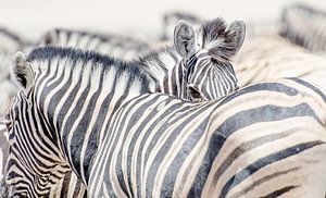 Zebra's 