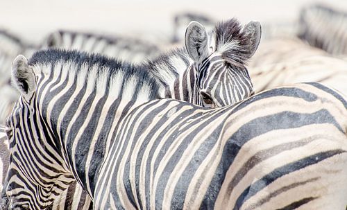 Zebra's 