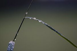 Waterdruppels op groen blad na regenbui.  sur Bart Houx