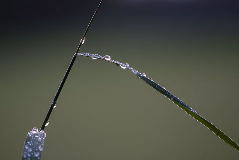 Waterdruppels op groen blad na regenbui.  van Bart Houx