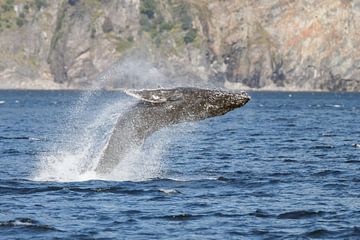 Humpback whale breaching by Menno Schaefer