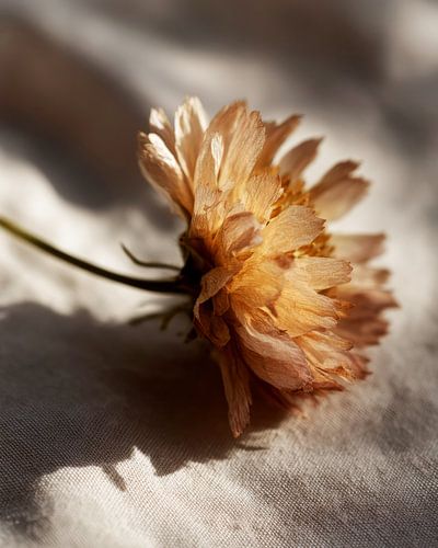 Bloemschaduw op linnen doek