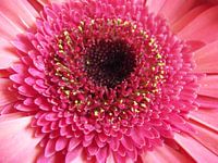 close-up Gerbera