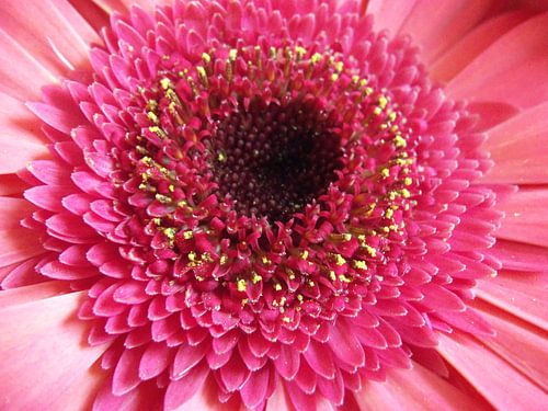 close-up Gerbera