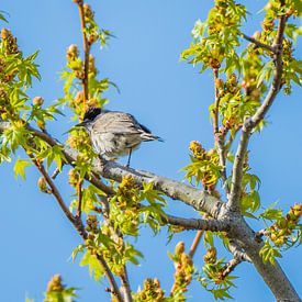 Sylvia Atricapilla au printemps sur Marcel de Groot