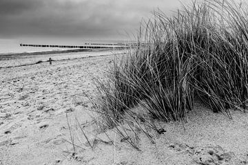 Duingras op een natuurlijk strand van Bild.Konserve