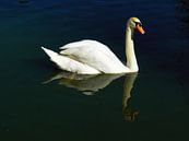 Beautiful Swan par Christy Leigh Aperçu