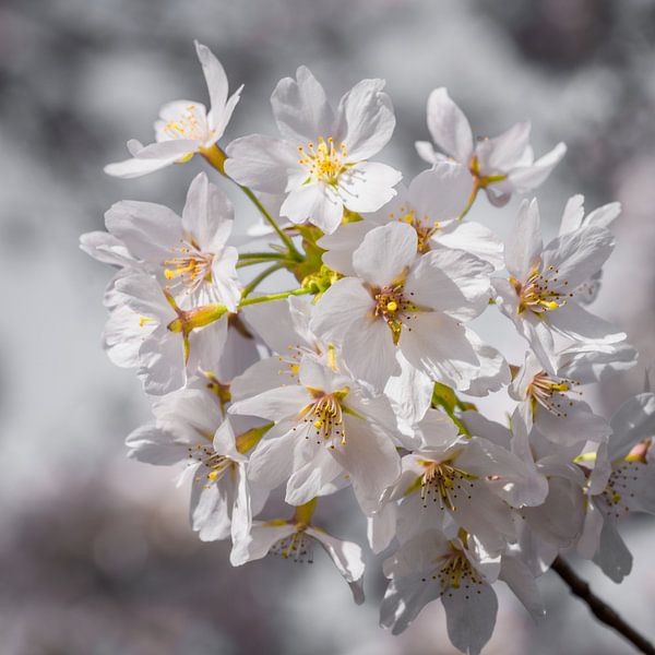Blossoms in spring color by Patrick Herzberg