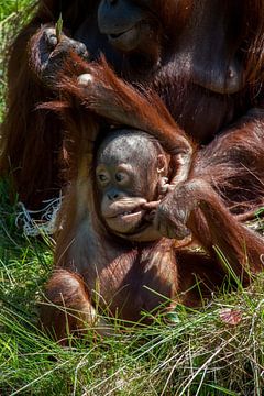 Orang-oetang jong in het gras die gekke gezichten trekt