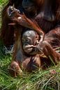 Orang-Utan-Junges im Gras macht lustige Gesichter von Joost Adriaanse Miniaturansicht