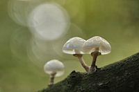 Dwaallichtjes in het bos