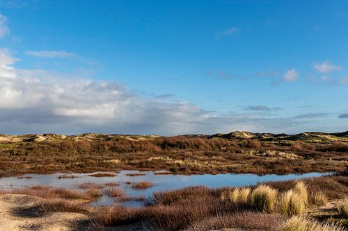 Duinlandschap in Bergen aan Zee, Noord-Holland, Nederland, Europa