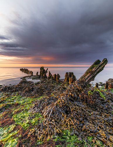 Seaweed-covered old breakwater on the Wadden Sea under threatening rain clouds