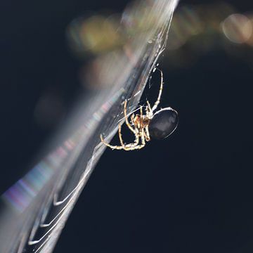 Araignée de jardin rétroéclairée, de profil sur Imladris Images