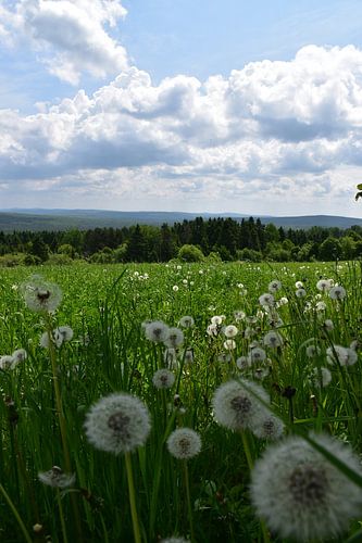 Een veld met paardenbloemen in de zomer