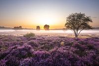 Prachtige zonsopkomst op de Gooische heide!