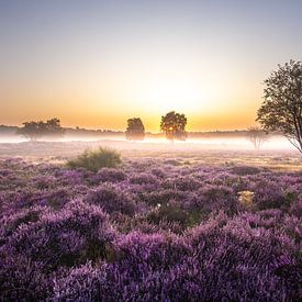 Prachtige zonsopkomst op de Gooische heide! van gooifotograaf