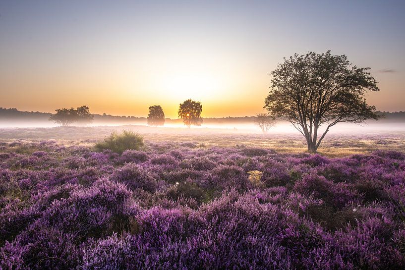 Prachtige zonsopkomst op de Gooische heide! van gooifotograaf