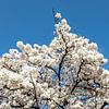 Prunus en fleurs sur Jan van der Knaap