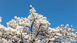 Prunus en fleurs sur Jan van der Knaap