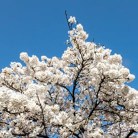 Prunus in bloei van Jan van der Knaap