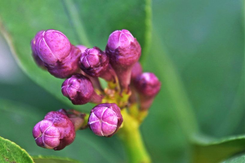 paarse knoppen van een citroenboom van Werner Lehmann