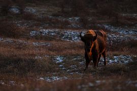 Des sages dans les dunes du Kraansvlak du Kennemerland du sud sur Jeroen Stel