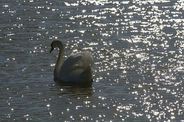 Zwaan in tegenlicht van de zon van Abra van Vossen