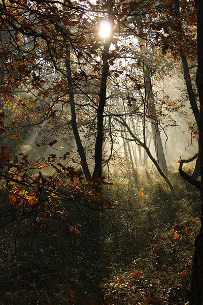 Cloud forest by Marc Pohlmann