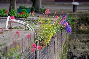 Fleurs sur le quai
