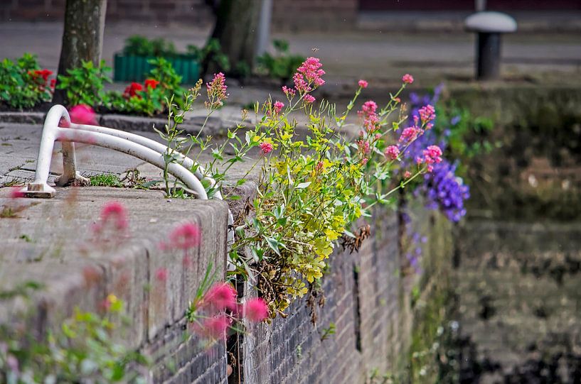 Blumen am Kai von Frans Blok - Fotos, Kunst und weitere Wanddekoration